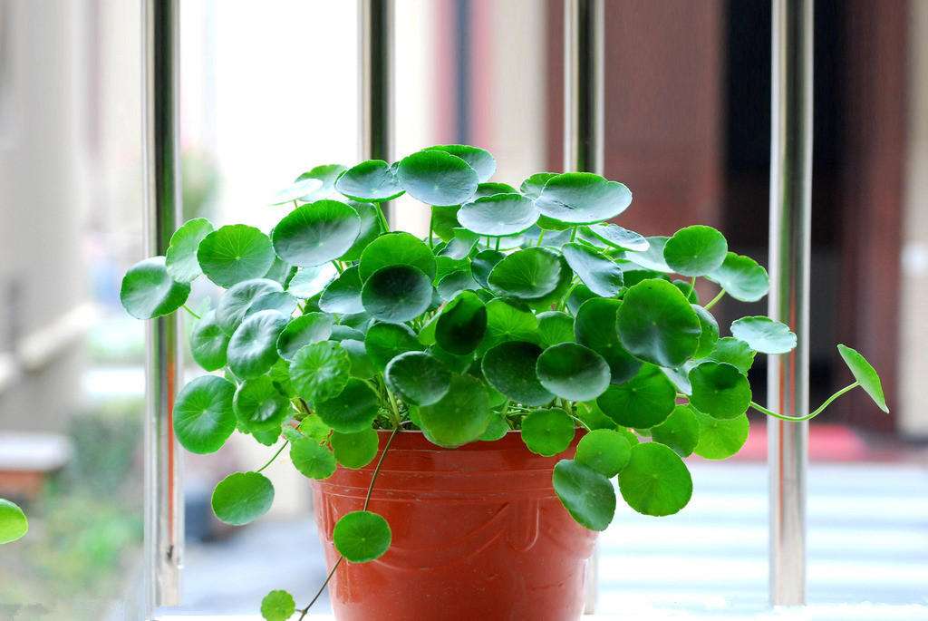 銅錢(qián)花怎樣養(yǎng)護(hù).jpeg 銅錢(qián)花怎樣養(yǎng)護(hù).jpeg
