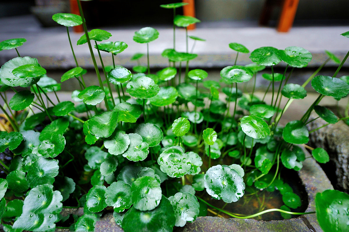 銅錢(qián)花.jpeg 銅錢(qián)花.jpeg