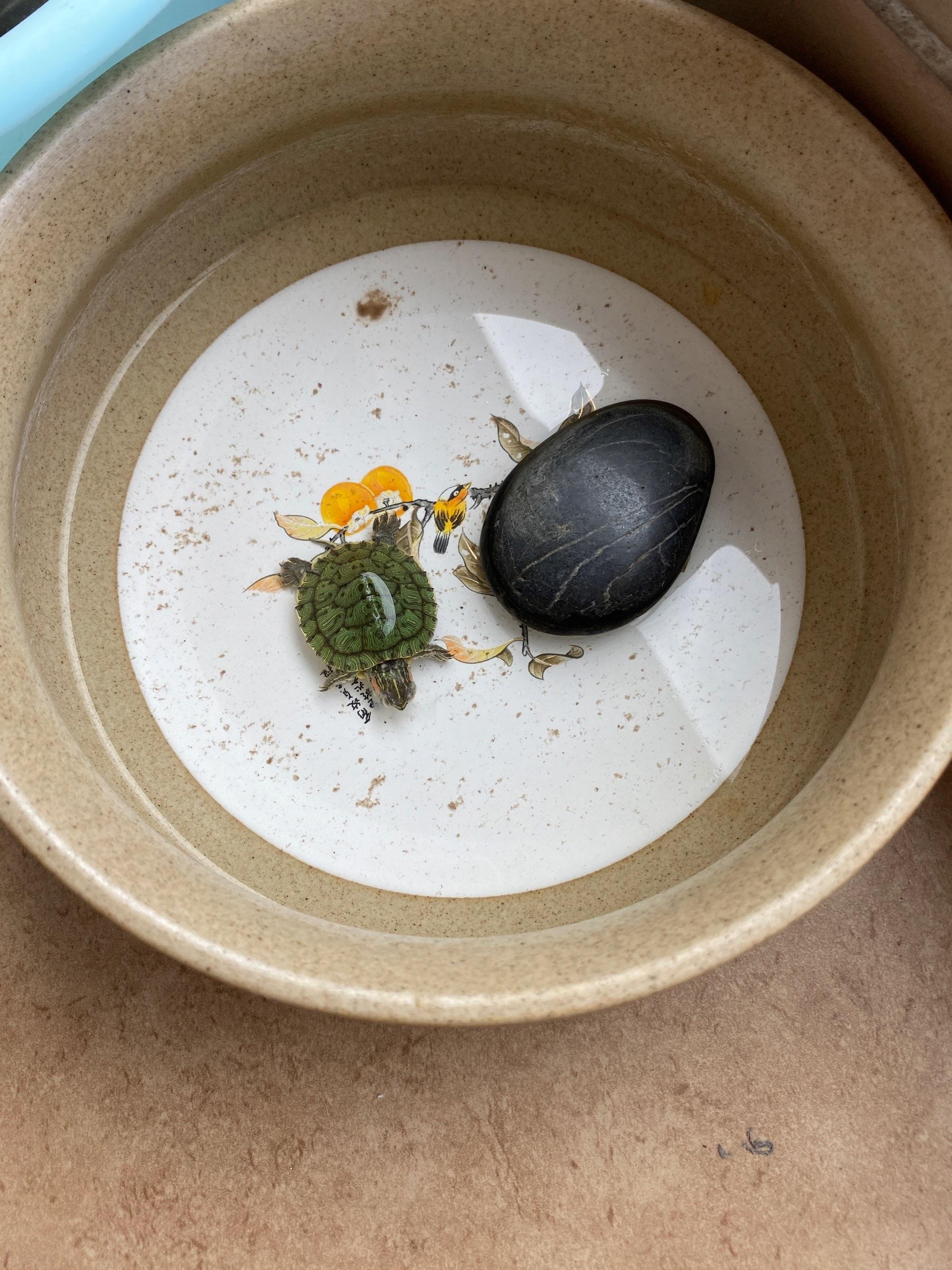 家里養(yǎng)烏龜風(fēng)水禁忌是什么.jpeg 家里養(yǎng)烏龜風(fēng)水禁忌是什么.jpeg