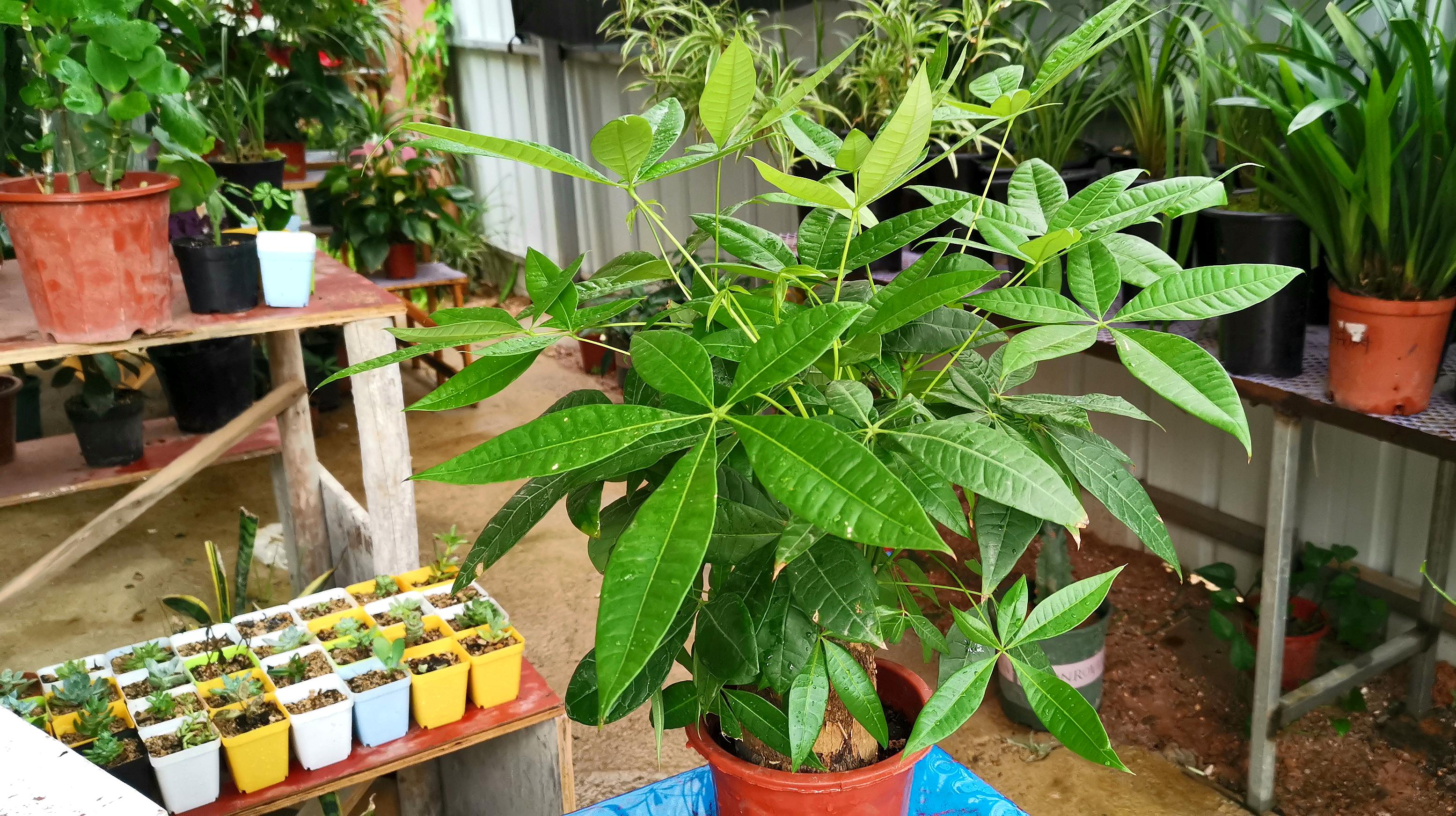 種植發(fā)財樹要注意什么?.jpeg 種植發(fā)財樹要注意什么?.jpeg