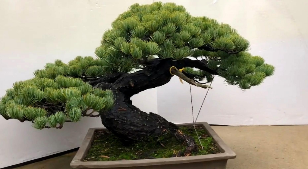 松柏不進宅是怎么回事.png 松柏不進宅是怎么回事.png