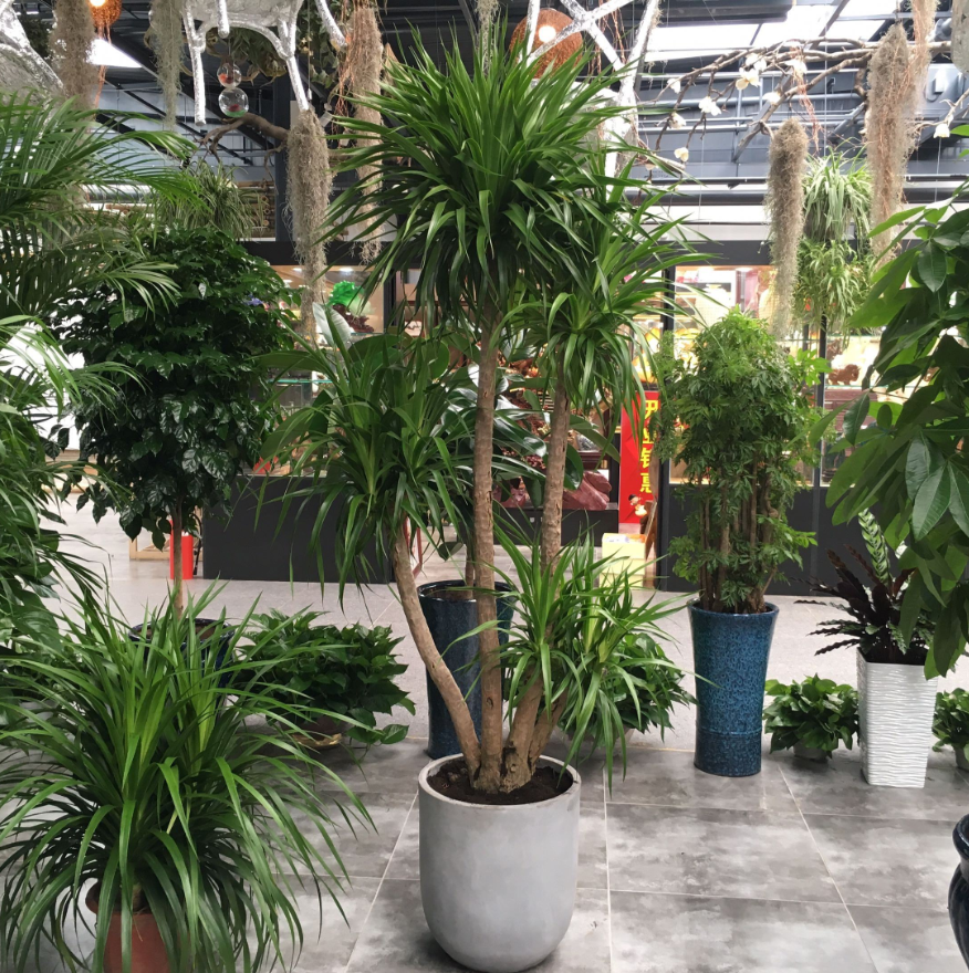 適合室內(nèi)養(yǎng)的植物花卉 (2).png 適合室內(nèi)養(yǎng)的植物花卉 (2).png