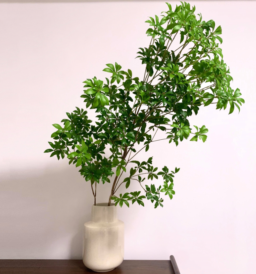 適合室內(nèi)養(yǎng)的植物花卉 (3).png 適合室內(nèi)養(yǎng)的植物花卉 (3).png