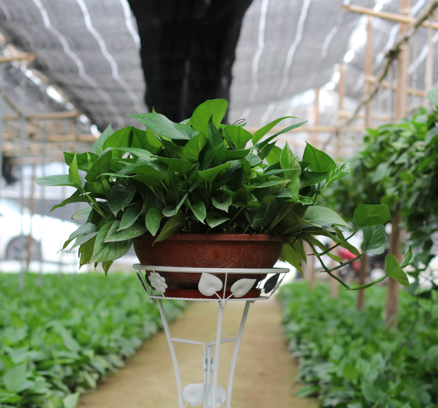 適合室內(nèi)養(yǎng)的植物花卉 (5).png 適合室內(nèi)養(yǎng)的植物花卉 (5).png