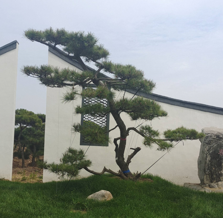 松樹的風(fēng)水寓意 (2).png 松樹的風(fēng)水寓意 (2).png