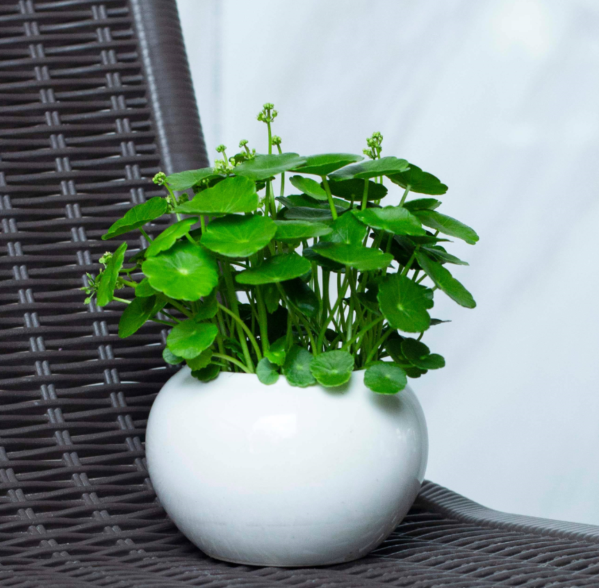 銅錢草擺放的風(fēng)水禁忌有哪些 (4).png 銅錢草擺放的風(fēng)水禁忌有哪些 (4).png